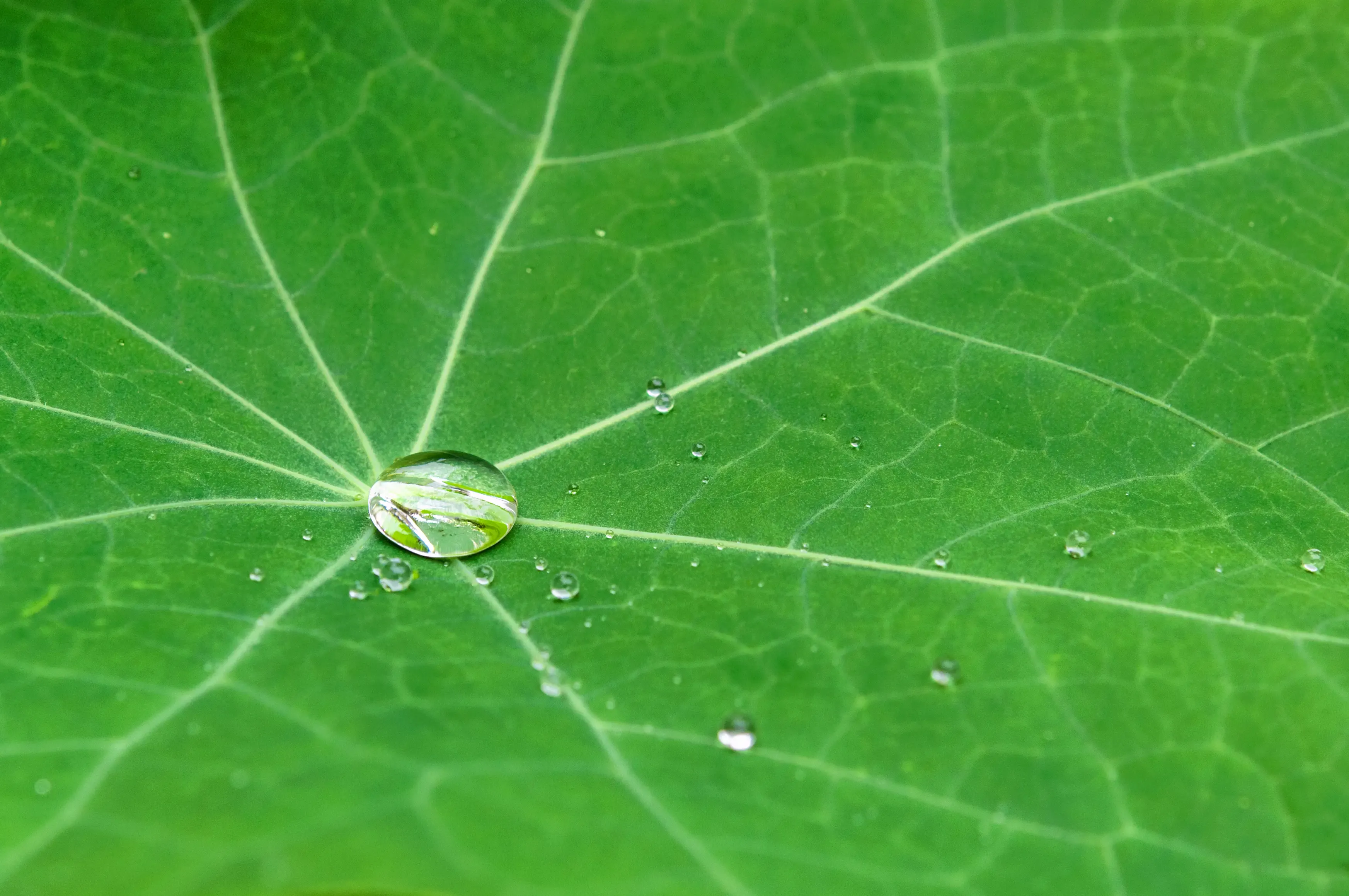 Une goutte d'eau qui roule sur une feuille
