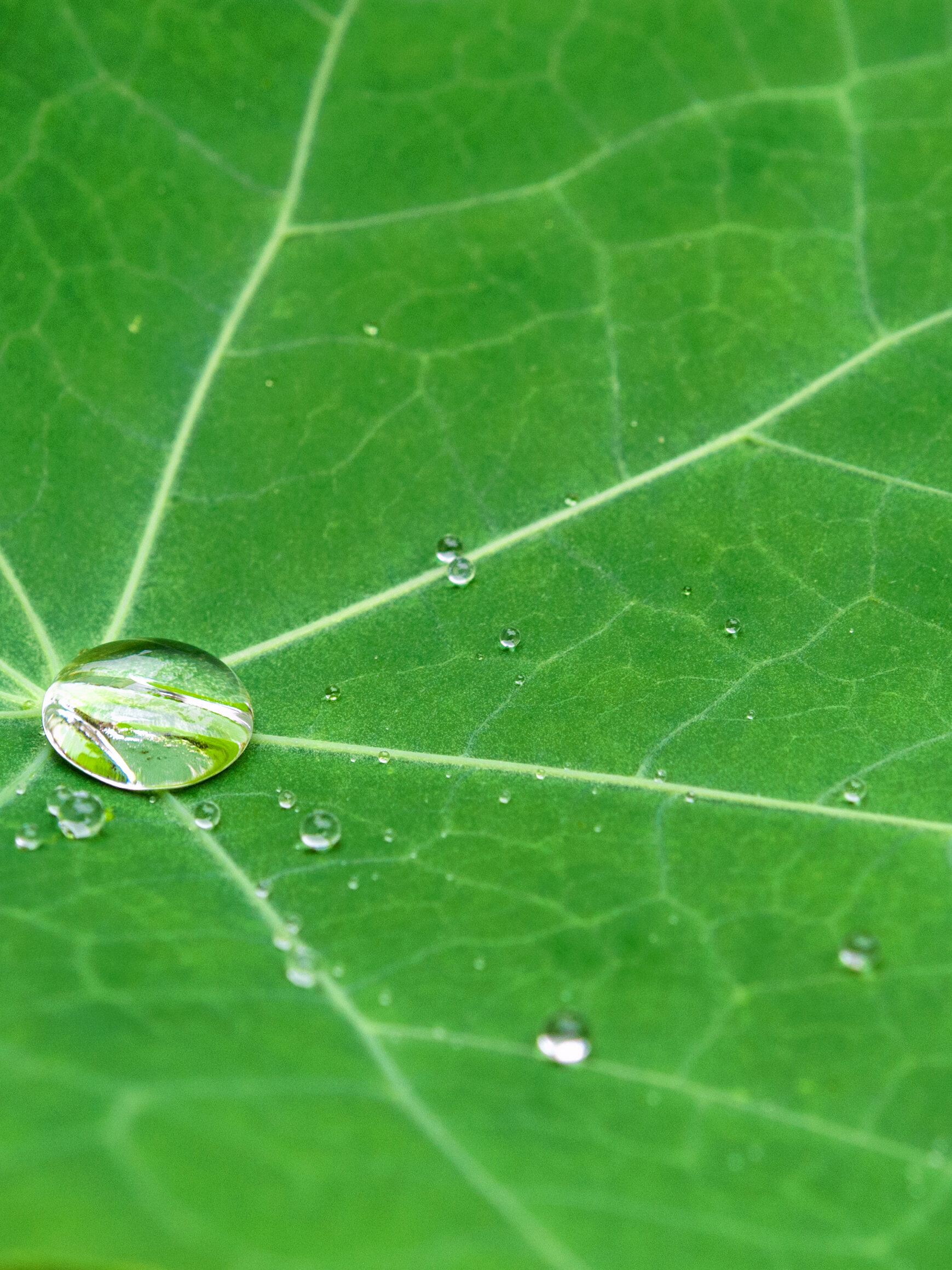 Une goutte d'eau qui roule sur une feuille