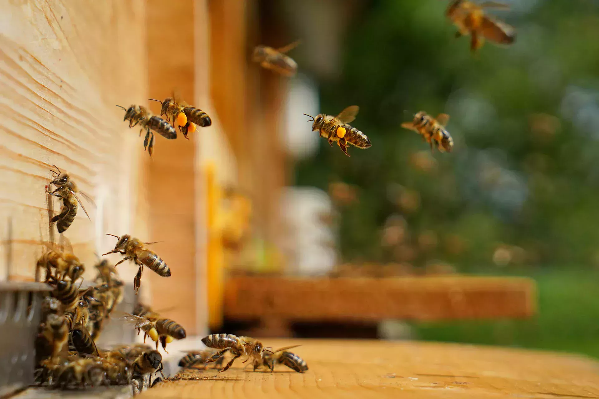 Des abeilles entrent dans un nid