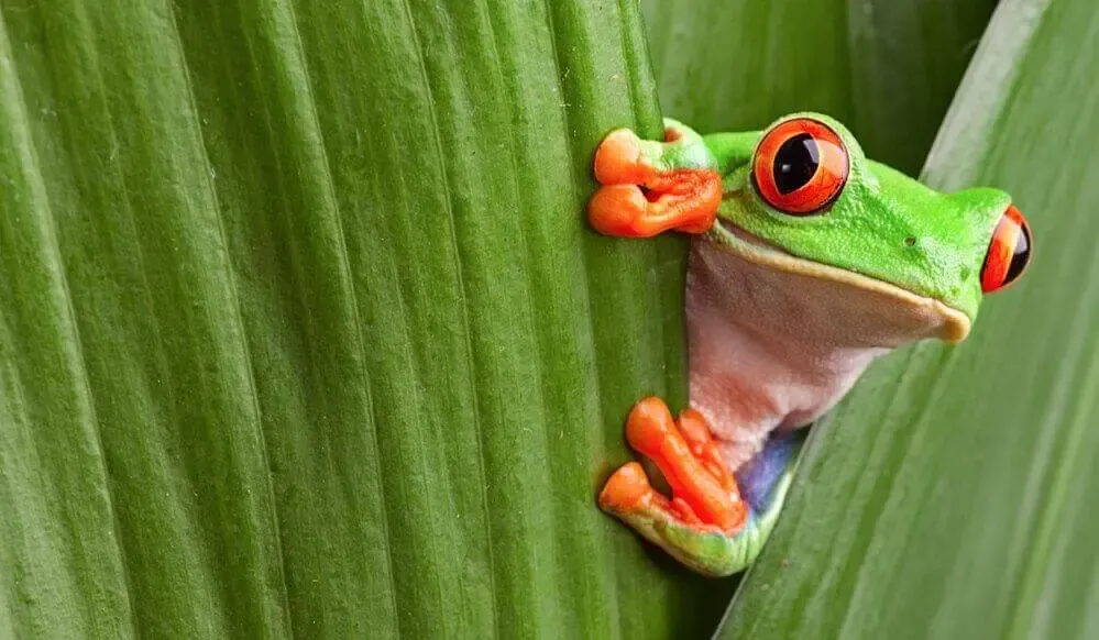 Une grenouille verte qui se cache derrière une feuille