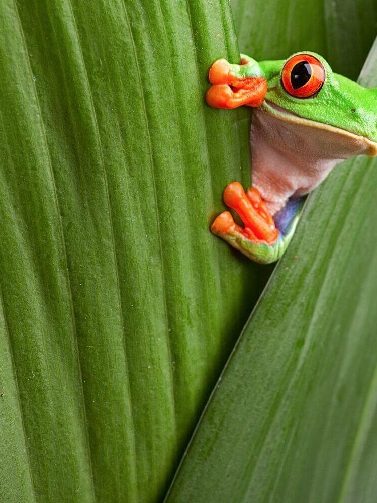 Une grenouille verte qui se cache derrière une feuille